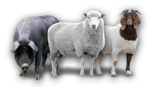 Sheep/Hog/Goat