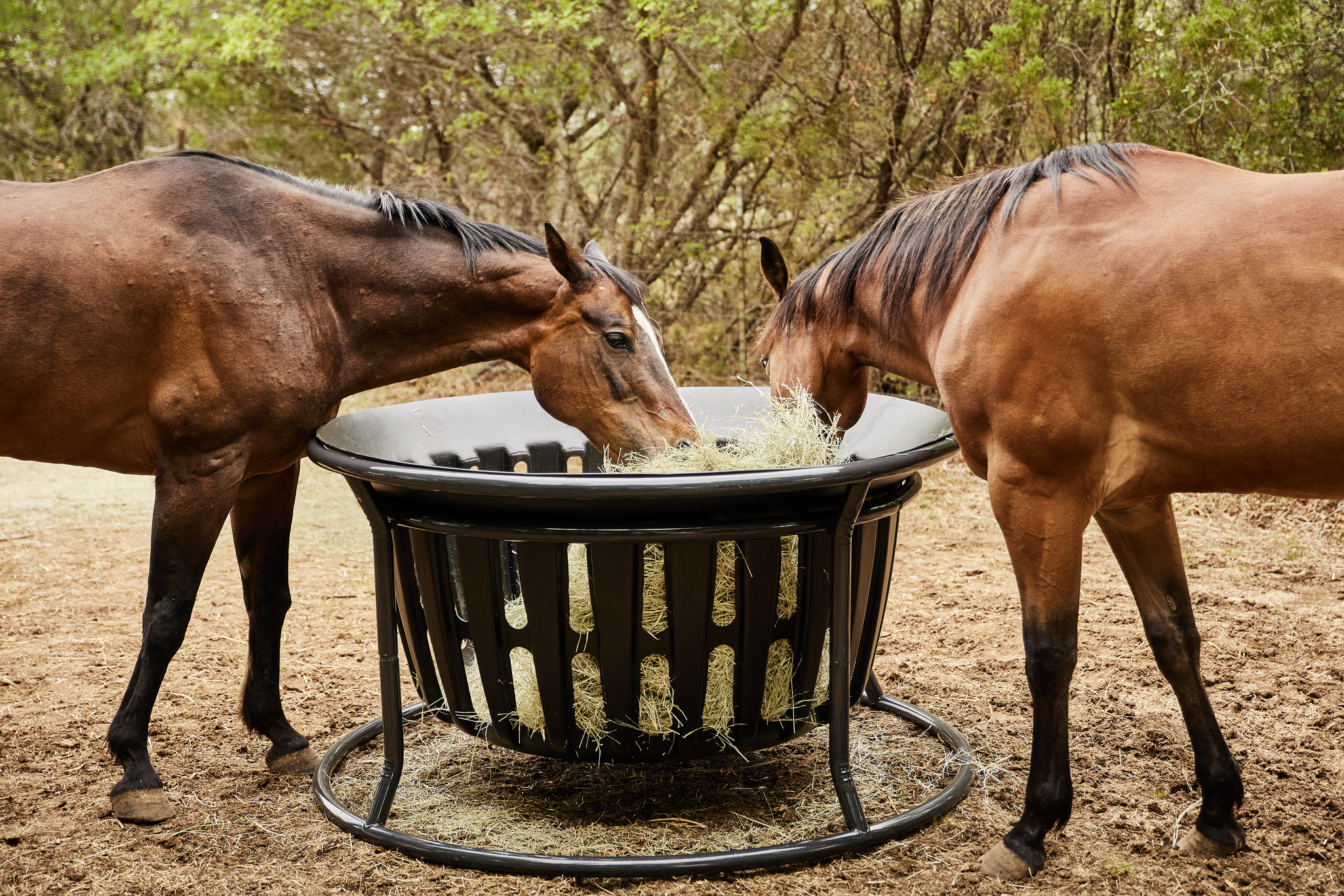 Equine Hay Basket