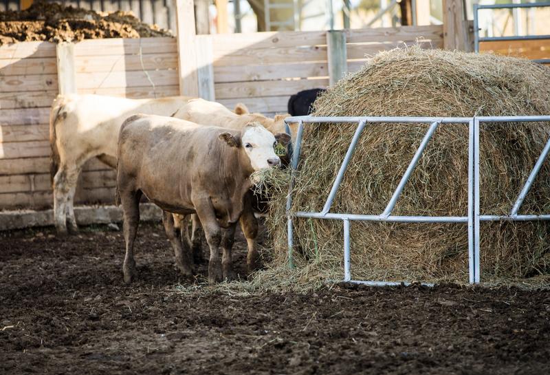 Valuline Galvanized Cattle Bale Feeder