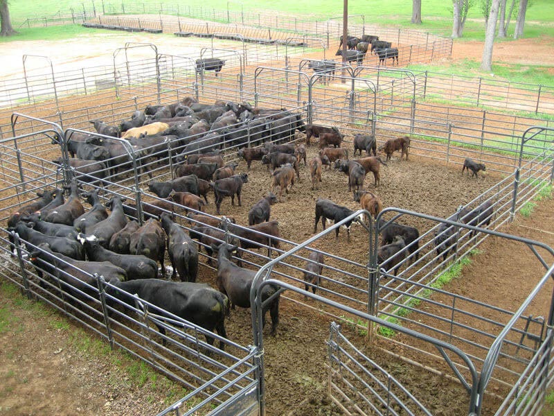 7' Tall Premier Bow Gates