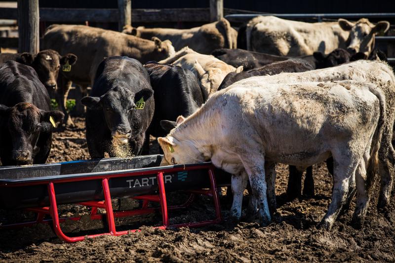 Titan Poly Bunk Feeders