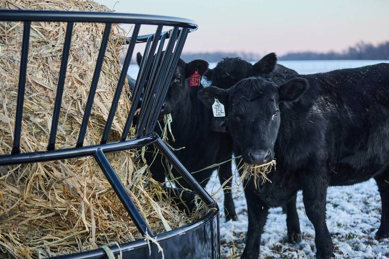 Bextra Heavy Feeders