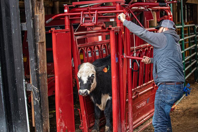 Cattlemaster Series 6 Automatic Headgate