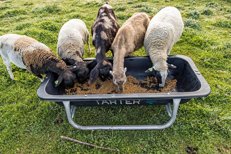 Goat Bunk Feeder