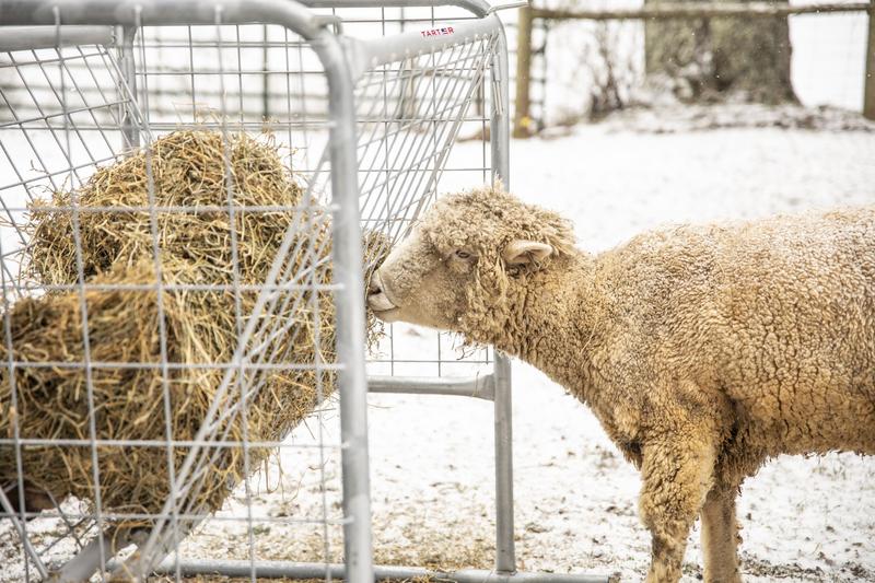 Goat Hay Rack
