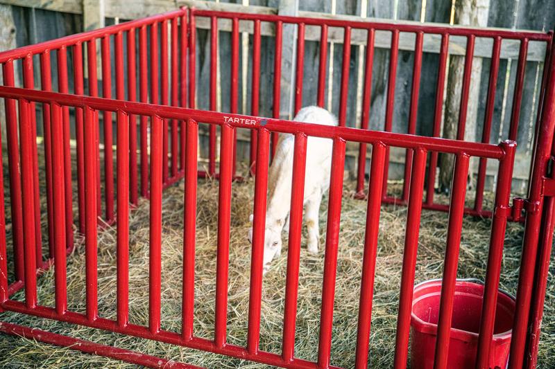 6 FT. Vertical Bar Small Animal Panel