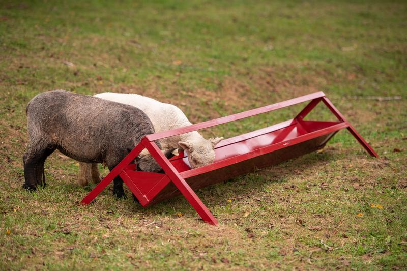 Goat Trough Feeders