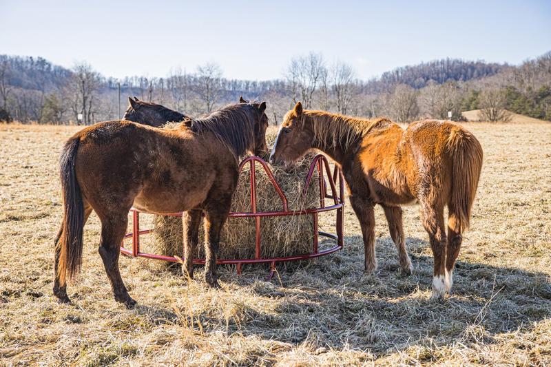 Equine Pro Hay Feeder