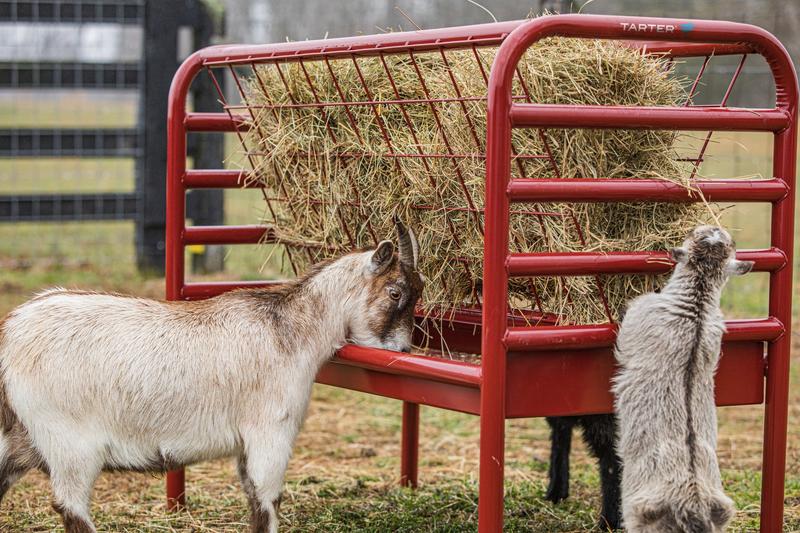 Duratough Small Animal Feeder