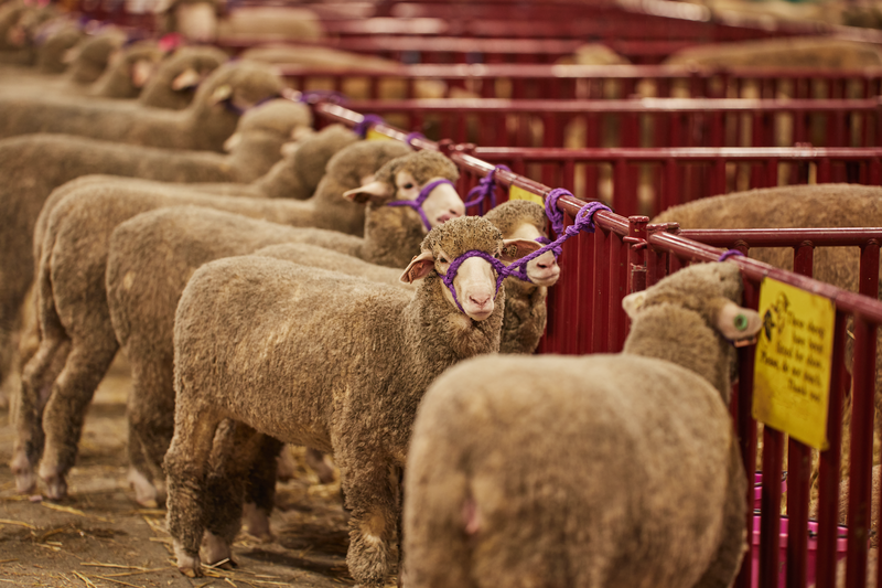 6 FT. Heavy-Duty Vertical Bar Small Animal Panel