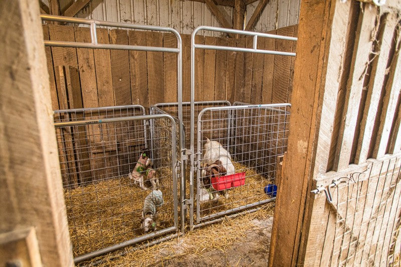 Kidding Pen Walk-Thru (5 ft. Galvanized)