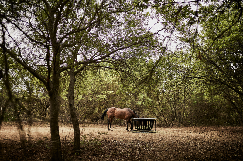 Equine Hay Basket