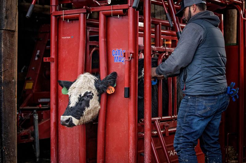 Cattlemaster Series 6 Automatic Headgate