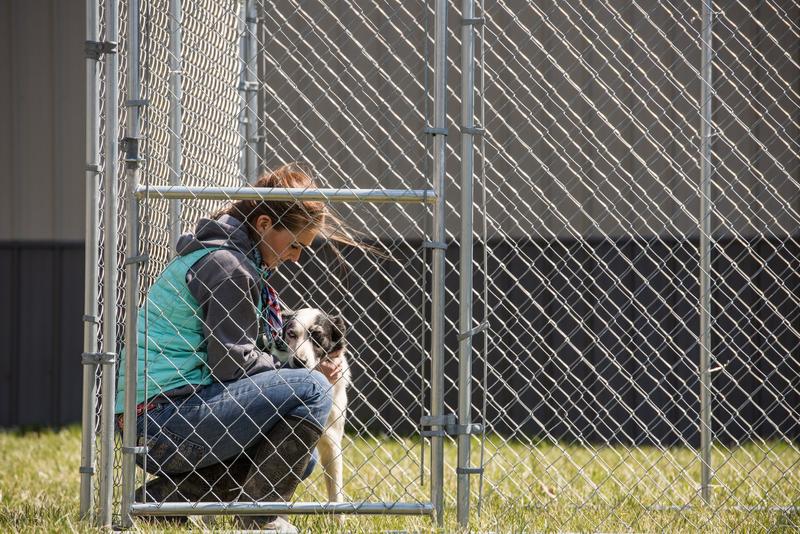 Galvanized Chain Link Kennel