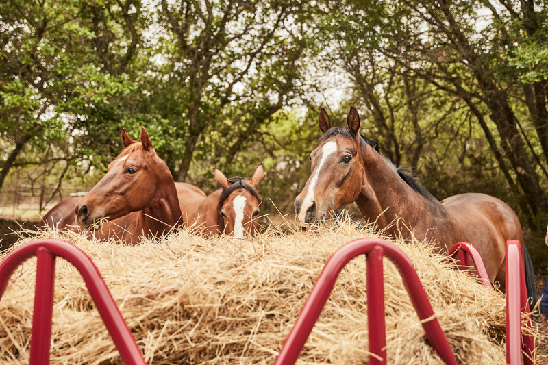 Equine Pro Hay Feeder W/ Hay Saver