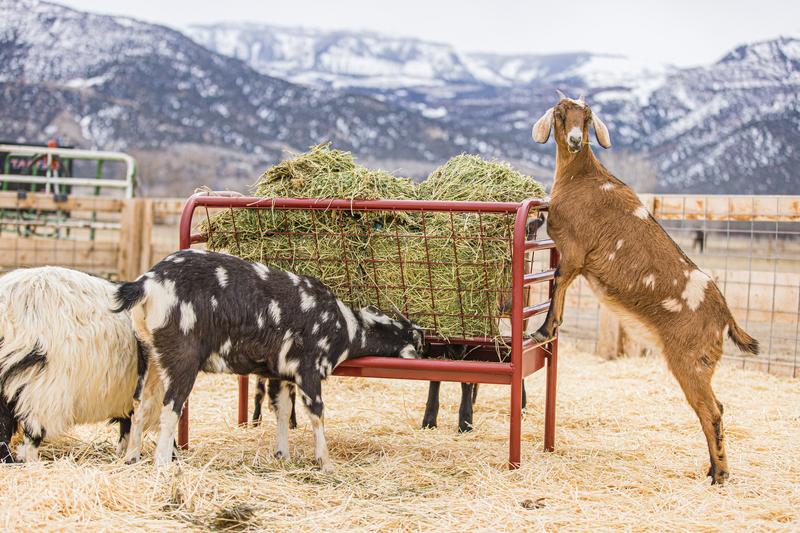 Duratough Small Animal Feeder