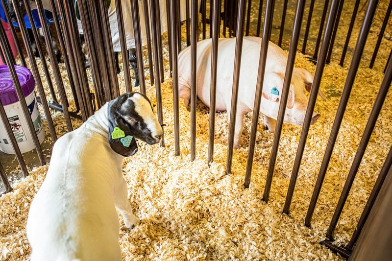 Expo Hog & Sheep Panel