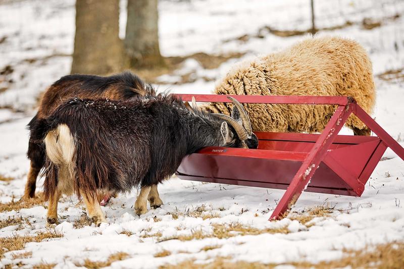 Goat Trough Feeders