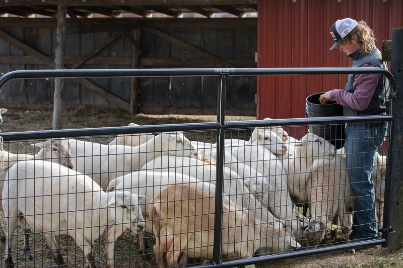 Watchman Wire Mesh Gate