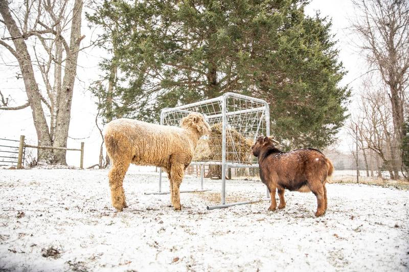 Goat Hay Rack