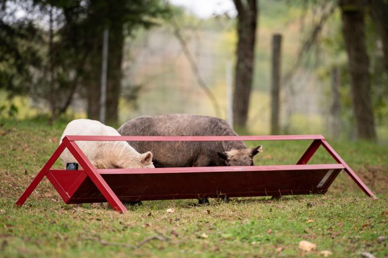 Goat Trough Feeders