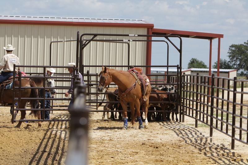 HEAVY-DUTY ARENA WALK-RIDE-DRIVE-THRU