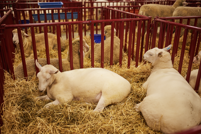 6 FT. Heavy-Duty Vertical Bar Small Animal Panel