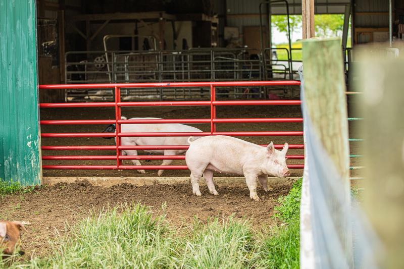 Steelmax Small Animal Gate