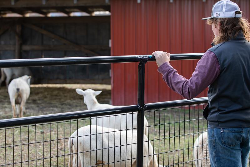 Watchman Wire Mesh Gate