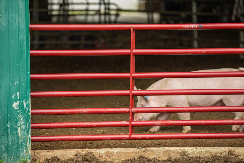 Steelmax Small Animal Gate