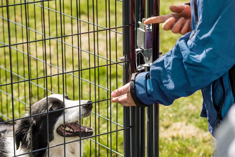 Blue Champion Kennel
