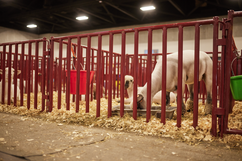 6 FT. Heavy-Duty Vertical Bar Small Animal Panel