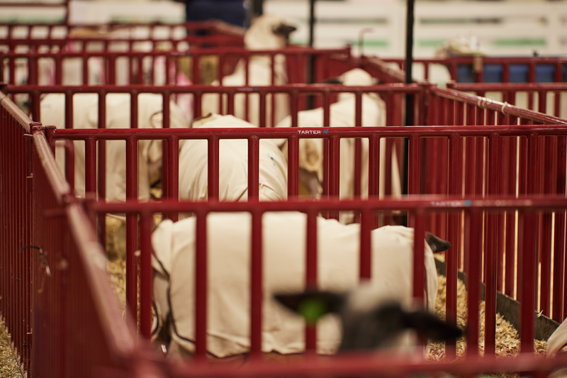 6 FT. Heavy-Duty Vertical Bar Small Animal Panel