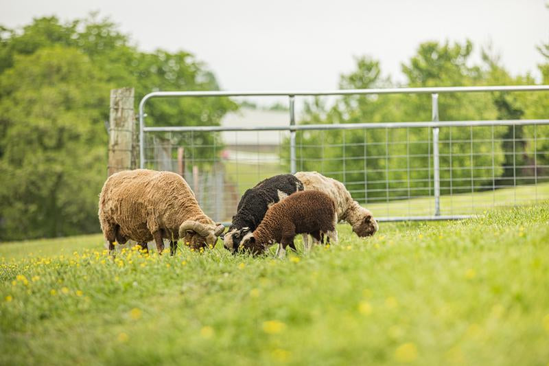 Watchman Galvanized Wire Mesh Gate