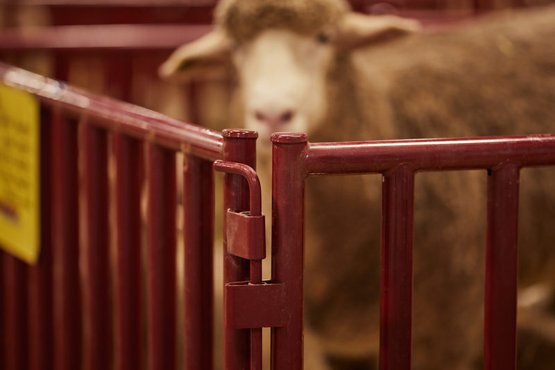 6 FT. Heavy-Duty Vertical Bar Small Animal Panel