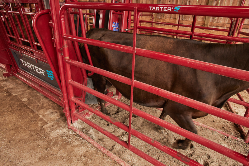 Cattlemaster Series 12 Hydraulic Chute