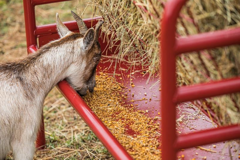 Duratough Small Animal Feeder
