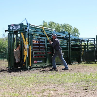 Q-Catch 87 Series Portable Cattle Chute, Alley and Tub