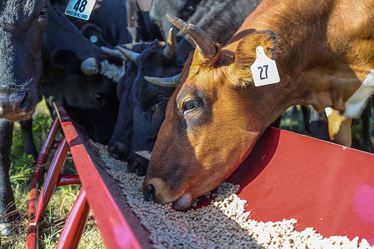 10' Bunk Feeder w/Powder Coated Metal Liner