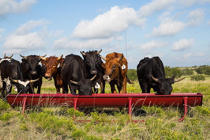 10' Bunk Feeder w/Powder Coated Metal Liner