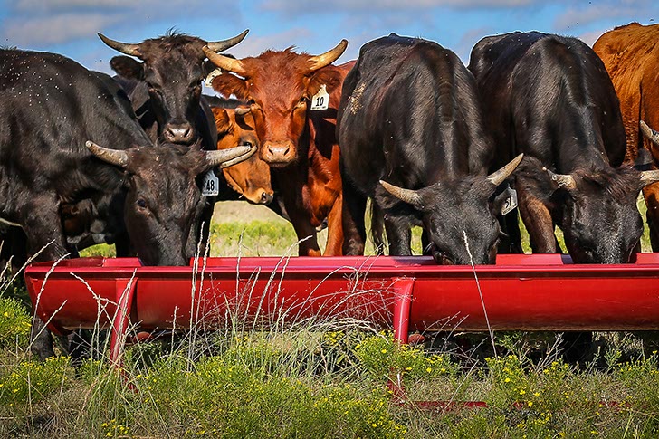 10' Bunk Feeder w/Powder Coated Metal Liner