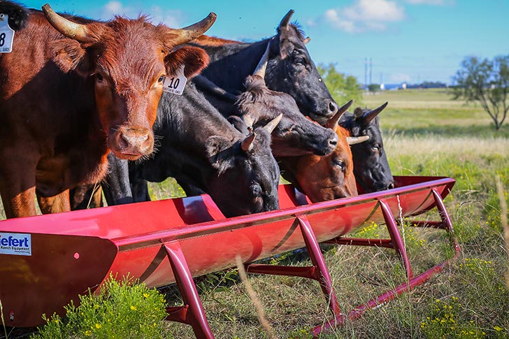 10' Bunk Feeder w/Powder Coated Metal Liner