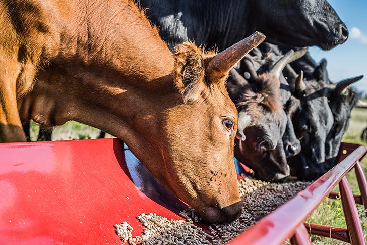10' Bunk Feeder w/Powder Coated Metal Liner