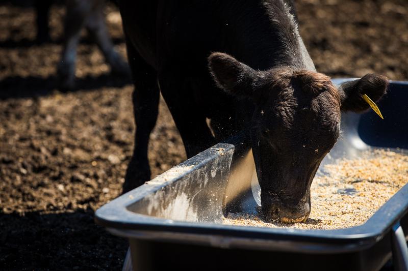 Galvanized Poly Bunk Feeders