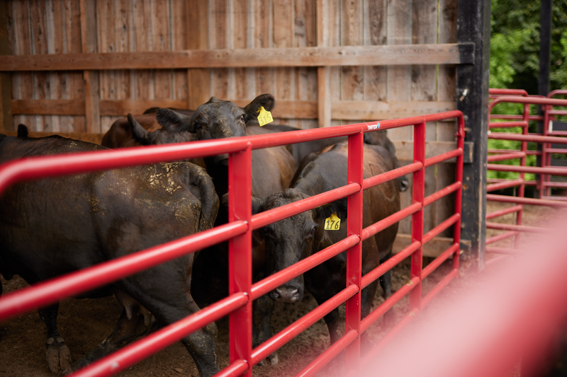 Bullmax Round Corner Gate