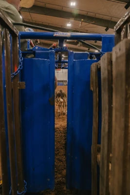 Manual Calf Roping Chute