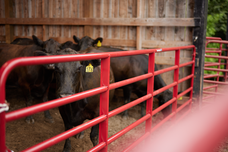 Bullmax HD Round Corner Gate