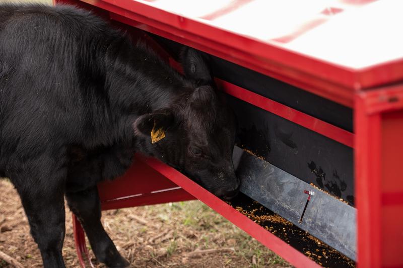 Calf Creep Feeder 1000