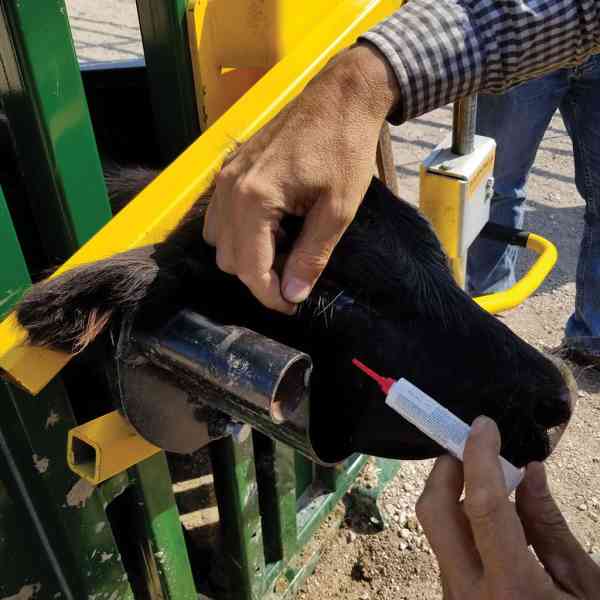 Cattle Handling Accessories