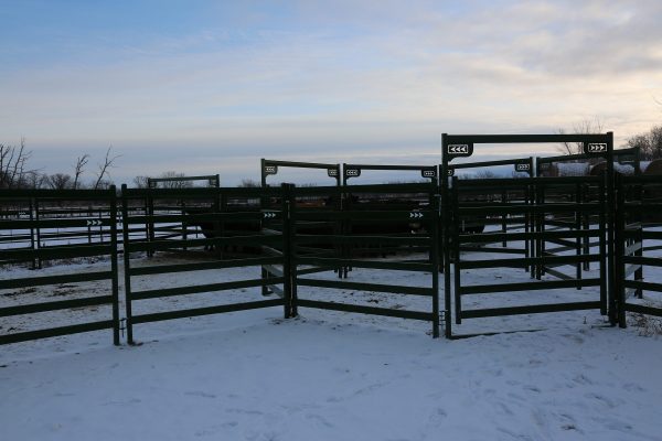 Cattle Corral Panels
